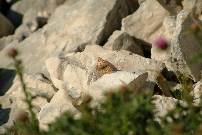 Vanessa cardui  M. Meta